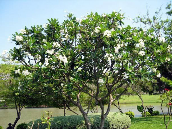Bản vẽ nhà máy ace antenna giai đoạn 3 kiến trúc nhà xưởng bể nước ngầm nhà bảo – ảnh xem trước 3